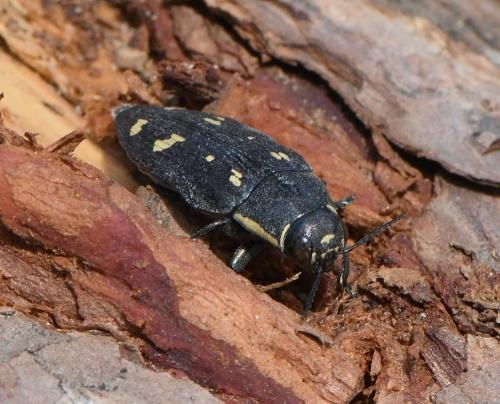 Buprestis novemmaculata